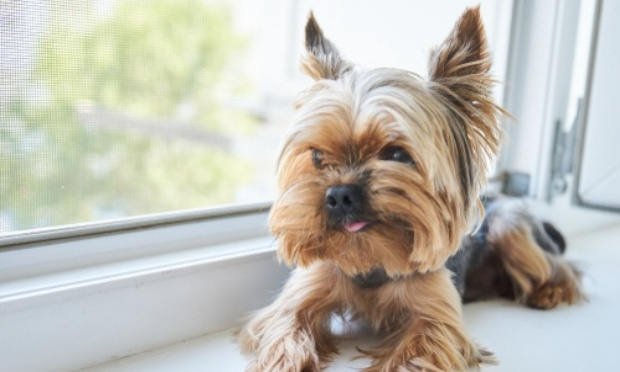 Rendons la chienne à sa maîtresse Angélique