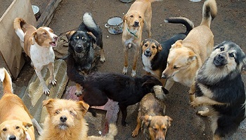 Pour la création d'un refuge et d'une fourrière dans chaque intercommunalité !