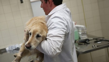 Demandons au Téléthon de ne plus pratiquer l'expérimentation animale !