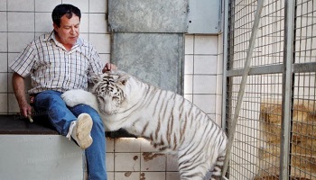 Non au spectacle de tigres Tiger World