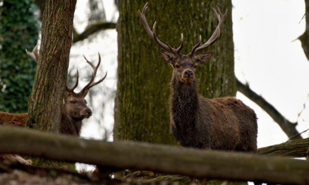 Annulation de la dérogation accordée aux chasseurs pendant le confinement