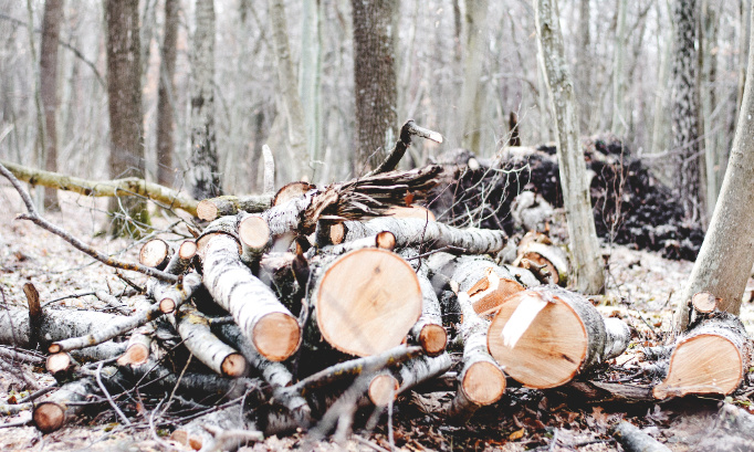Pour l'augmentation du nombre d'arbres !