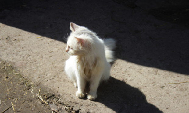 Non à l'errance et à la maltraitance animale