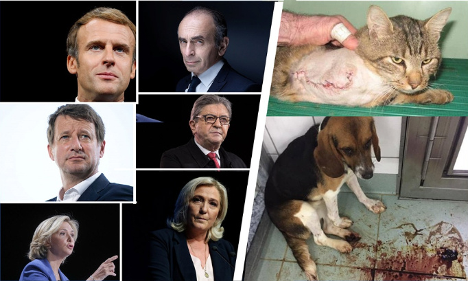 Elections présidentielles : une place pour le bien-être animal !