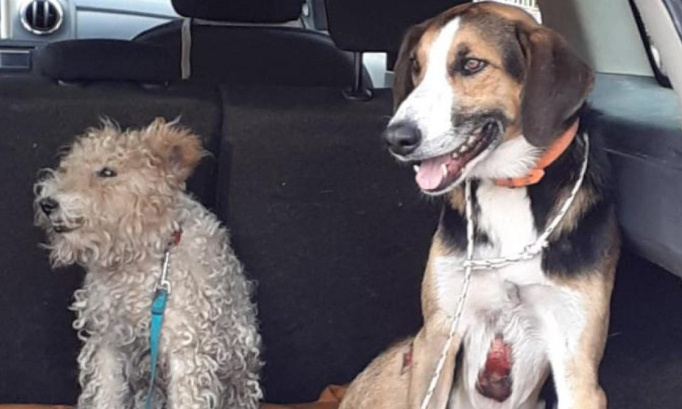 Traînés derrière une voiture : empêchons-les d’être rendus à leur tortionnaire !