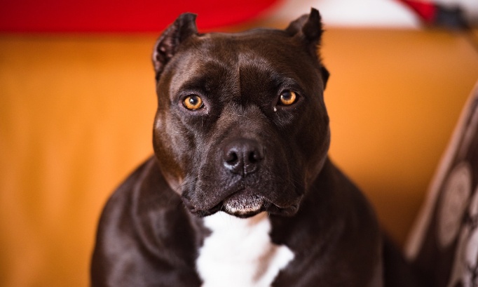 SOS CURTIS en mémoire d'Elisa Pilarski