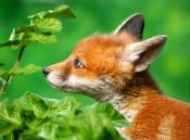 Changement du statut juridique du renard !