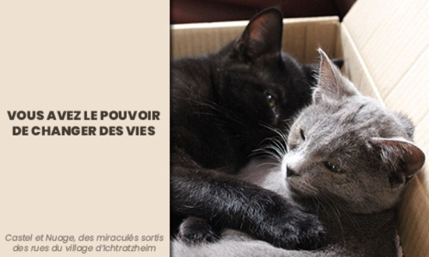 Les chats 