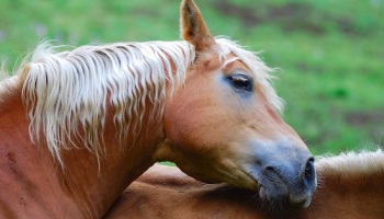 Contre la maltraitance et les tortures infligées aux chevaux !