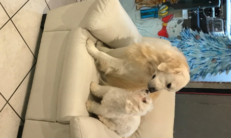 Le toilettage est nécessaire et essentiel