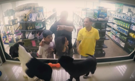Arr&ecirc;t de la vente d'animaux en animalerie en France