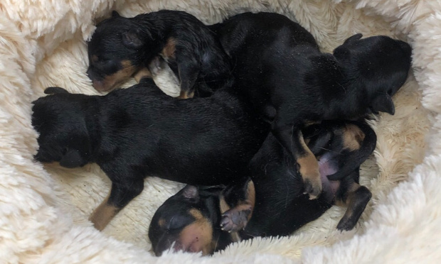 Justice pour les 4 chiots jetés dans un conteneur enterré à Terville