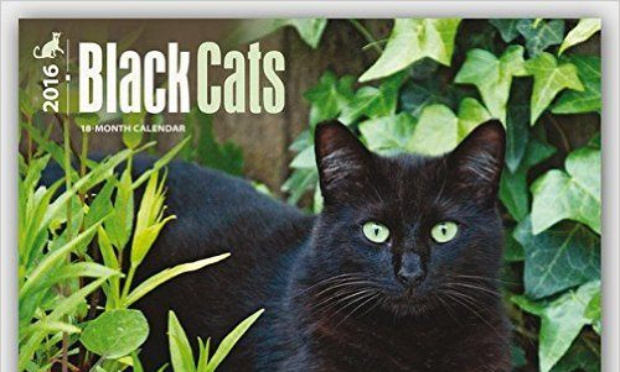 Les chats noirs ont le droit d'être aimés !