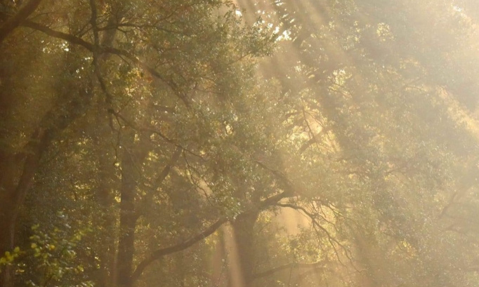 Stop à la chasse durant les congés de Noël et réouverture de la forêt de Mormal aux seuls randonneurs