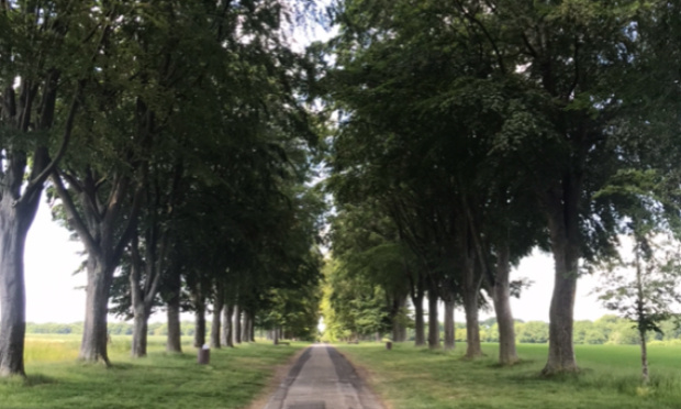 Massacre à la tronçonneuse : les 167 hêtres qui bordent l’allée du Champ de Bataille, au Neubourg, vont être abattus ce mois de Novembre