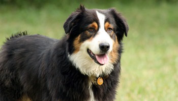 Justice pour Dragon, chien lapidé par son maitre !