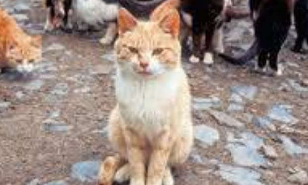 Les chats errants doivent être identifiés et stérilisés