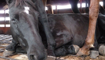 Non à la viande de cheval provenant d'Argentine et de Belgique !