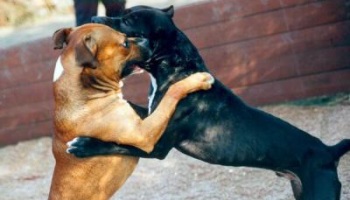 Halte aux combats de chiens !
