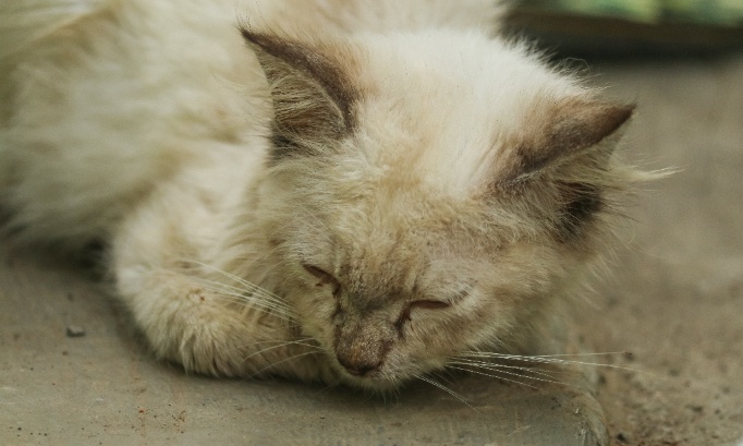 Maintient du nourrissage des chats errants