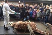 Scandale au zoo de Copenhague : exécution d'un girafon