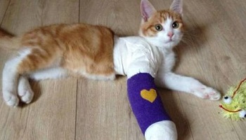 Punir fortement les personnes qui maltraitent les animaux