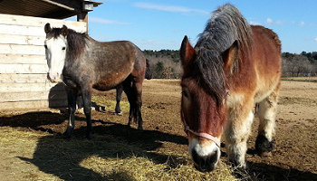 Sauvons la maison des chevaux !
