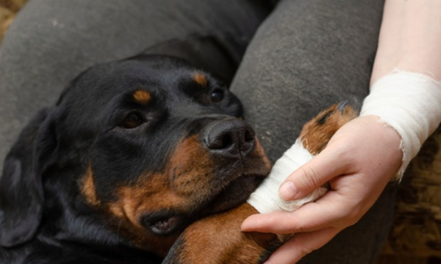 Loi pour interdire le trafic de chiens dans les banlieues