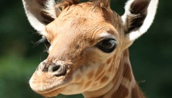 Sauvons un deuxième girafon menacé de mort au Danemark !