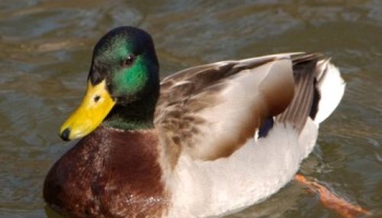 Un canard battu à mort : la prison pour les tortionnaires !