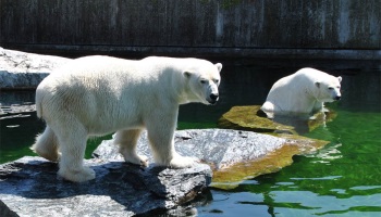 Nouveau drame au zoo Wilhelma de Stuttgart (Allemagne)