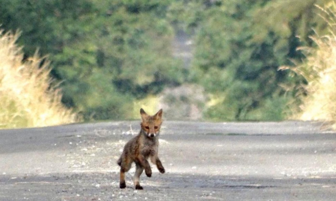 Non aux tirs et piégeage des renards en forêt de Mormal