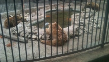 Sauvons les animaux du zoo d'Ain Sebaa au Maroc !