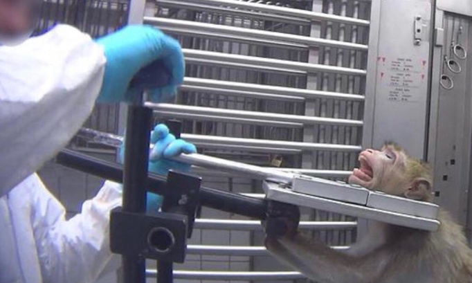 Fermeture du laboratoire de la mort d’Hambourg !