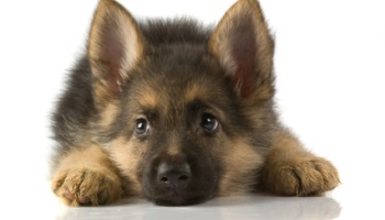 34 chiots menacés d'exécution en Belgique !