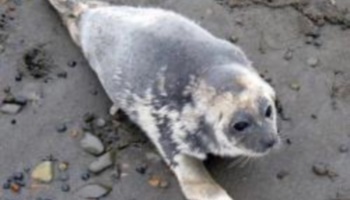 Mutations et morts d'animaux suite à la catastrophe de Fukushima !