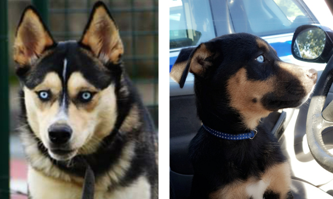 Non à l'adoption de LASKA ET DAYRON, RENDEZ-LES NOUS !