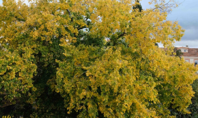 Maintien du micocoulier de la rue de la clinique à Marseille