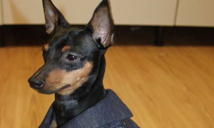 Interdire la vente d'animaux par petites annonces et stop aux importations !