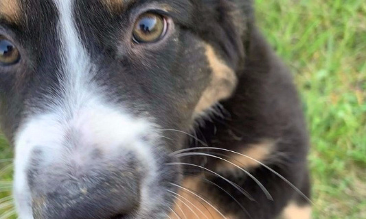 Pour l'accès des chiens en liberté au square Georges Cain (Paris 3)