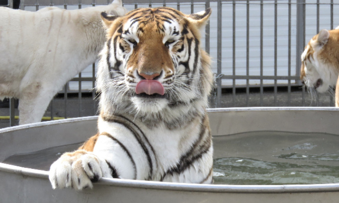 Soutien aux dresseurs et propriétaires de fauves, parmi eux : Jeanine et Mario Masson