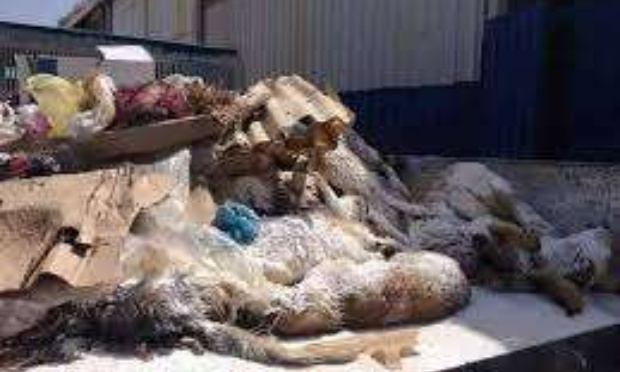 stop galoufa en algerie / اوقفو القالوفة في الجزائر  / نطالب_بتفعيل_قانون_حماية_الحيوانات