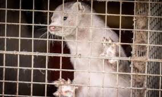 Lilly Lashes utilise des cils en fourrure de visons !