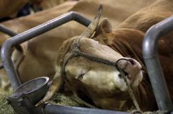 Changer le statut juridique des animaux !