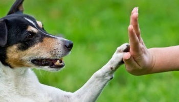 Pour une éducation canine obligatoire pour tous les chiens !
