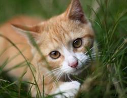 Pour faire passer un permis avant d’avoir un animal