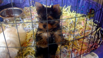 Pour interdire la vente de chats et de chiens dans les animaleries