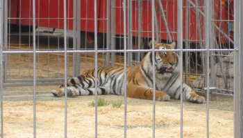 Pour que les cirques ne s'installent plus à la Napoule !
