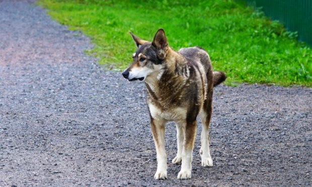 Non au massacre des chiens errants/