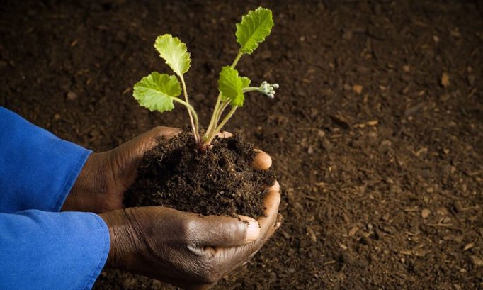 Pour une terre fertile, préservez les lombrics !